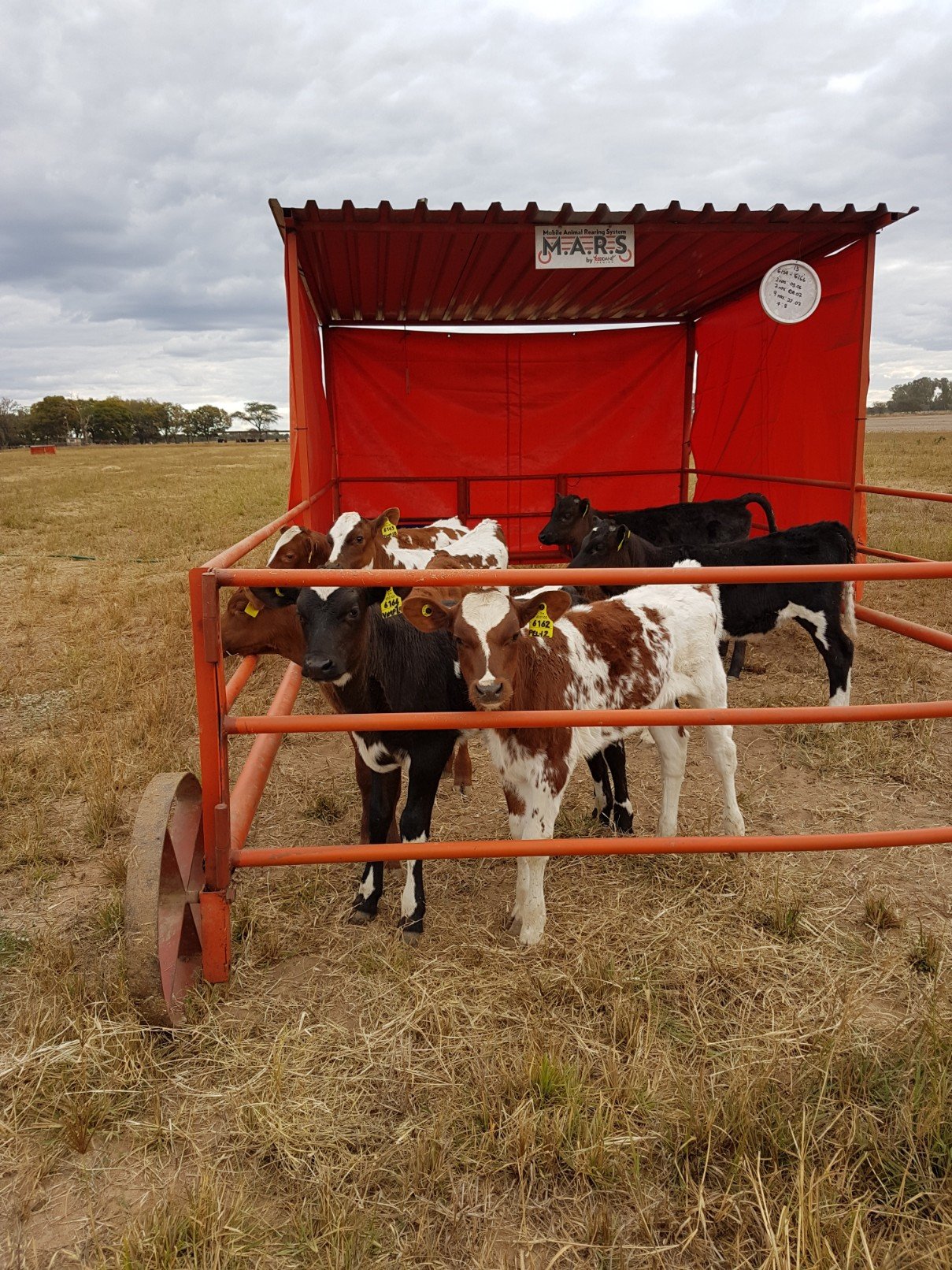dairy calf rearing
