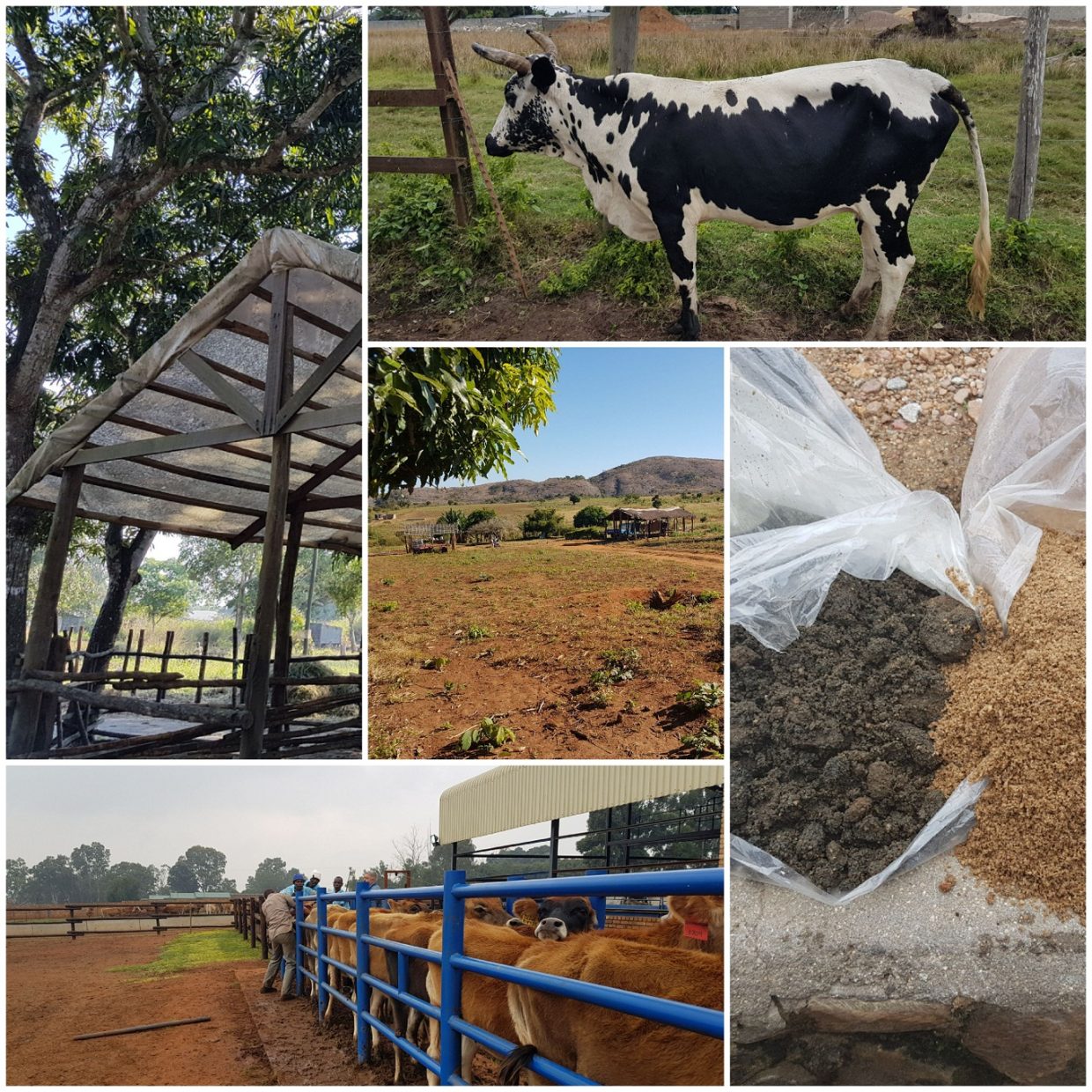 dairy development project collage