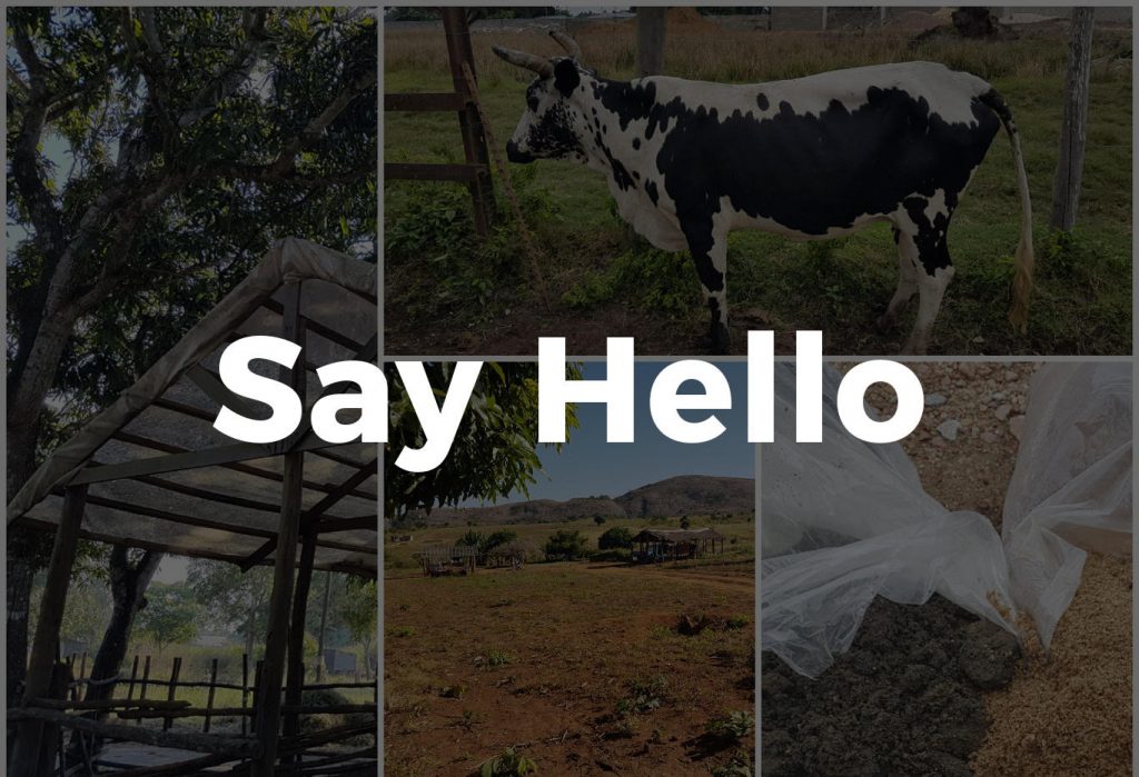 Say Hello