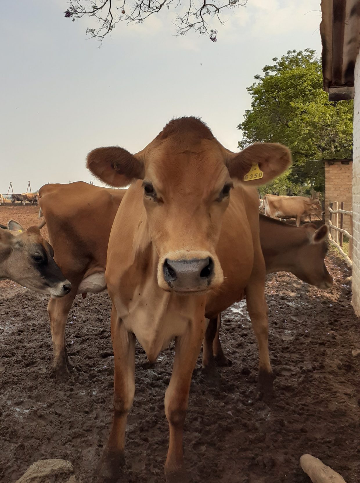 Happy cool Jersey cows